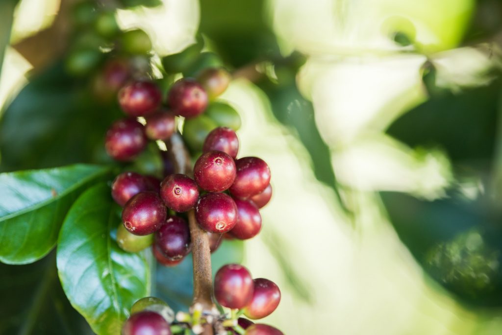 Coffee bean berry ripening on coffee farm